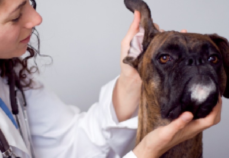Comment nettoyer les oreilles de son chien ? 